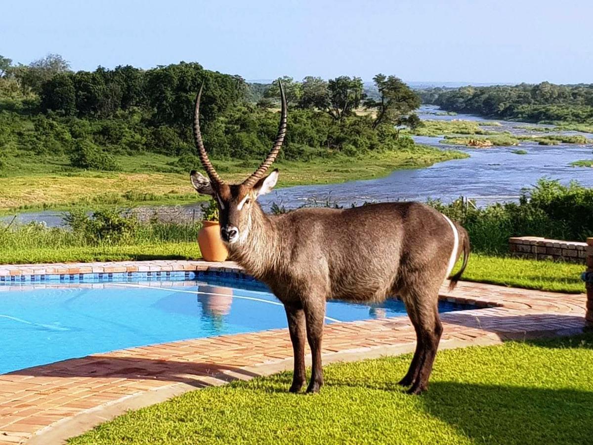 Kruger View Tree House Villa Marloth Park Buitenkant foto