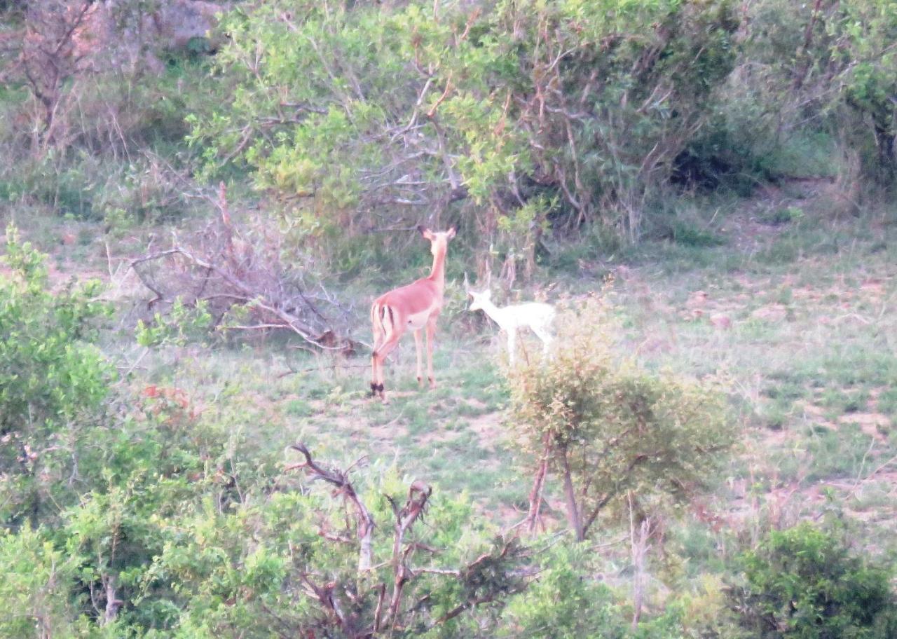 Kruger View Tree House Villa Marloth Park Buitenkant foto