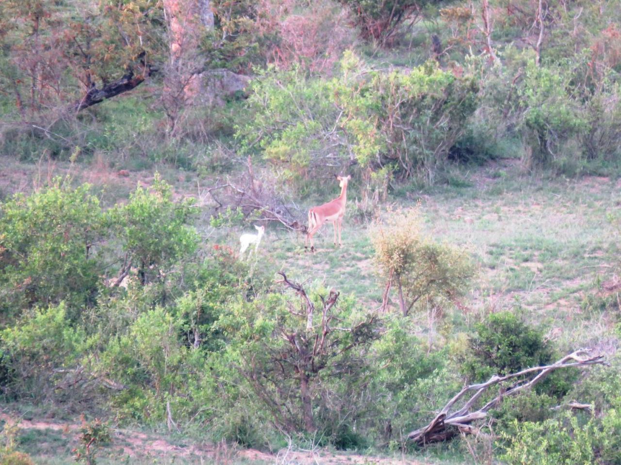 Kruger View Tree House Villa Marloth Park Buitenkant foto
